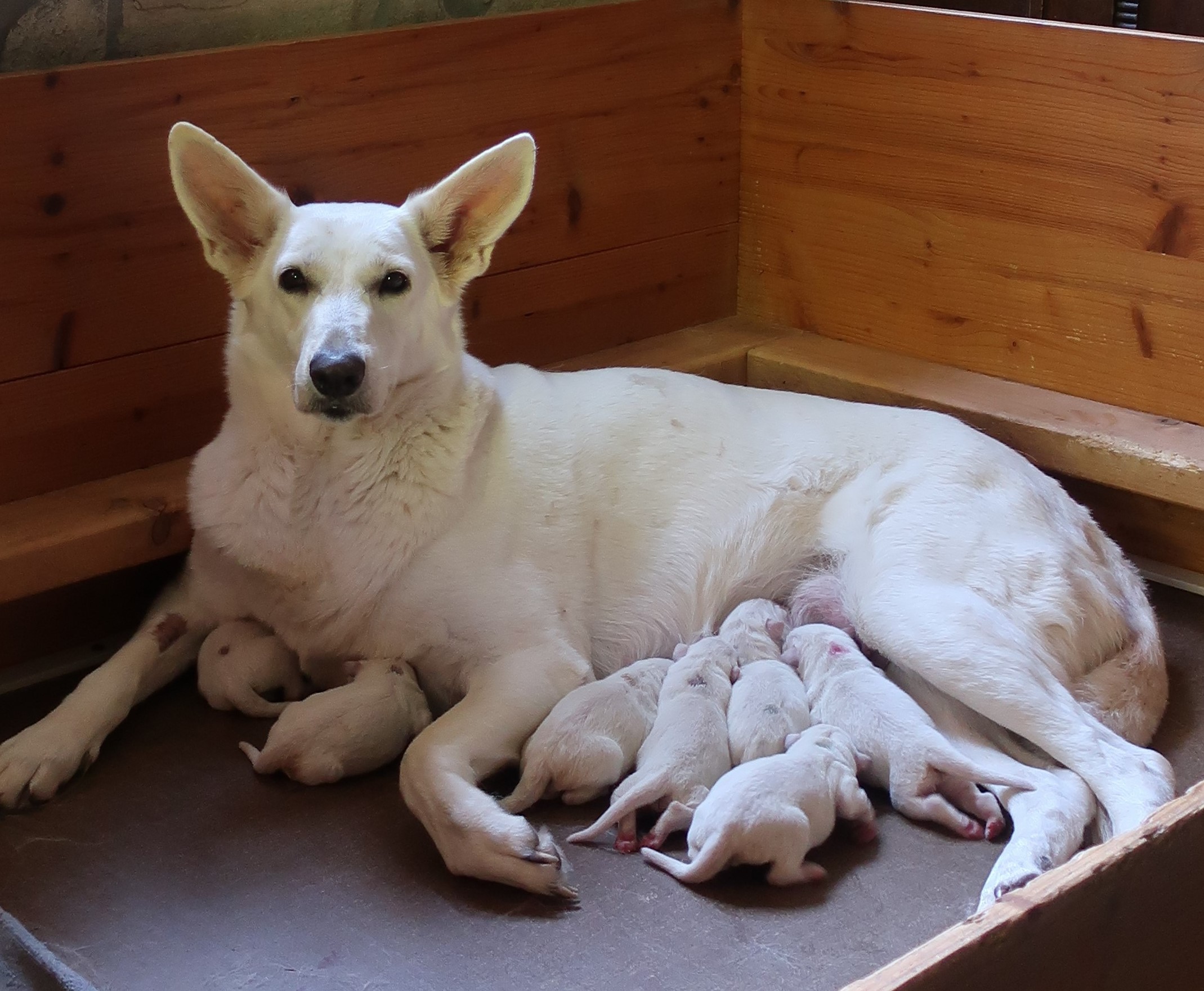 Weiße Schäferhunde von Tirol - Weißer Schäferhund Welpe - Welpen aus ...